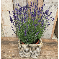 Lavendel plant vast
